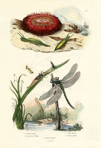 Lumaca di Mare